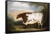 Durham Cow-Porter Design-Framed Stretched Canvas