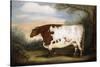 Durham Cow-Porter Design-Stretched Canvas