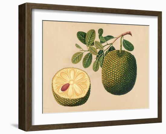 Durian Fruit and Foliage, C.1815-null-Framed Giclee Print