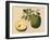 Durian Fruit and Foliage, C.1815-null-Framed Giclee Print