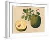 Durian Fruit and Foliage, C.1815-null-Framed Giclee Print