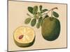 Durian Fruit and Foliage, C.1815-null-Mounted Giclee Print