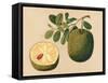 Durian Fruit and Foliage, C.1815-null-Framed Stretched Canvas