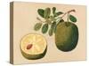 Durian Fruit and Foliage, C.1815-null-Stretched Canvas