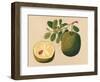 Durian Fruit and Foliage, C.1815-null-Framed Giclee Print