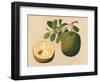 Durian Fruit and Foliage, C.1815-null-Framed Giclee Print