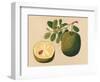 Durian Fruit and Foliage, C.1815-null-Framed Giclee Print