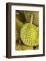 Durians, Can Duoc Market, Long An Province, Mekong Delta, Vietnam-David Wall-Framed Photographic Print