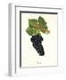 Durif Grape-J. Troncy-Framed Giclee Print