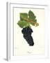 Durif Grape-J. Troncy-Framed Giclee Print