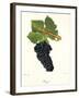 Durif Grape-J. Troncy-Framed Giclee Print