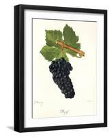 Durif Grape-J. Troncy-Framed Giclee Print