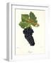 Durif Grape-J. Troncy-Framed Giclee Print