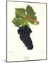 Durif Grape-J. Troncy-Mounted Giclee Print