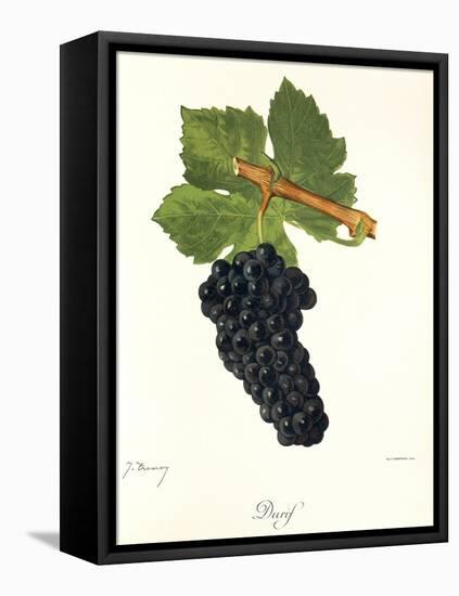 Durif Grape-J. Troncy-Framed Stretched Canvas