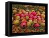 Durnitzhofer Apples, 1993-Ditz-Framed Stretched Canvas