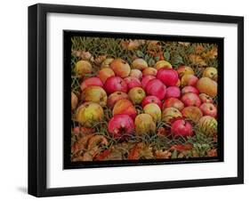 Durnitzhofer Apples, 1993-Ditz-Framed Giclee Print