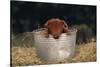 Duroc Piglet in a Bucket-DLILLC-Stretched Canvas