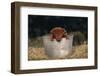 Duroc Piglet in a Bucket-DLILLC-Framed Photographic Print