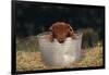 Duroc Piglet in a Bucket-DLILLC-Framed Photographic Print