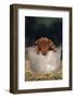 Duroc Piglet in a Pail-DLILLC-Framed Photographic Print