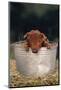 Duroc Piglet in a Pail-DLILLC-Mounted Photographic Print