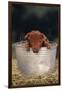 Duroc Piglet in a Pail-DLILLC-Framed Photographic Print