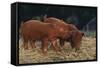 Duroc Piglets-DLILLC-Framed Stretched Canvas