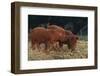 Duroc Piglets-DLILLC-Framed Premium Photographic Print