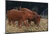 Duroc Piglets-DLILLC-Mounted Premium Photographic Print