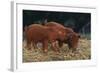 Duroc Piglets-DLILLC-Framed Photographic Print