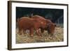 Duroc Piglets-DLILLC-Framed Photographic Print