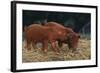 Duroc Piglets-DLILLC-Framed Photographic Print