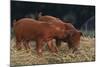 Duroc Piglets-DLILLC-Mounted Photographic Print