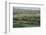 Duruji river, cow, forest, evening, road, rural, Kakheti-Sergey Orlov-Framed Photographic Print