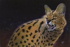 Leopard-Durwood Coffey-Giclee Print