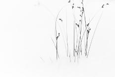 Black on White-Dusan Ljubicic-Mounted Photographic Print