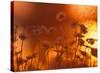 Dusk Daisies-Peter Lilja-Stretched Canvas