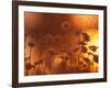 Dusk Daisies-Peter Lilja-Framed Photographic Print