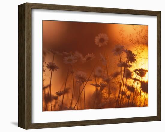 Dusk Daisies-Peter Lilja-Framed Photographic Print