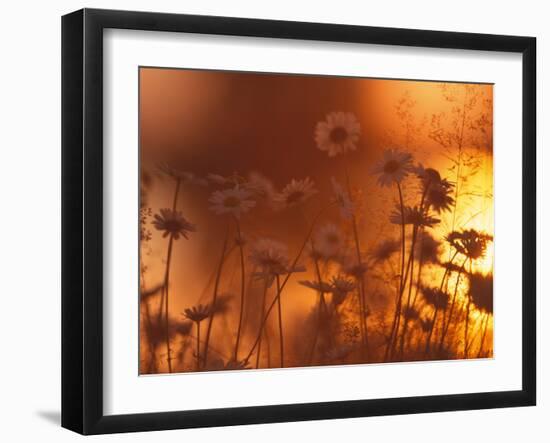 Dusk Daisies-Peter Lilja-Framed Photographic Print