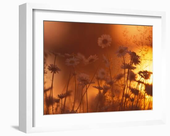 Dusk Daisies-Peter Lilja-Framed Photographic Print