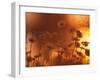 Dusk Daisies-Peter Lilja-Framed Photographic Print