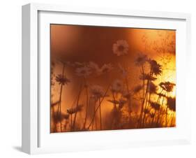 Dusk Daisies-Peter Lilja-Framed Photographic Print