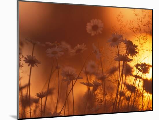 Dusk Daisies-Peter Lilja-Mounted Photographic Print