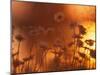 Dusk Daisies-Peter Lilja-Mounted Photographic Print