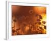 Dusk Daisies-Peter Lilja-Framed Photographic Print