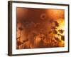 Dusk Daisies-Peter Lilja-Framed Photographic Print