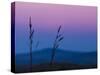 Dusk In A Field-Brenda Petrella Photography LLC-Stretched Canvas