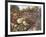 Dusk in the Walled Garden-Nel Whatmore-Framed Art Print